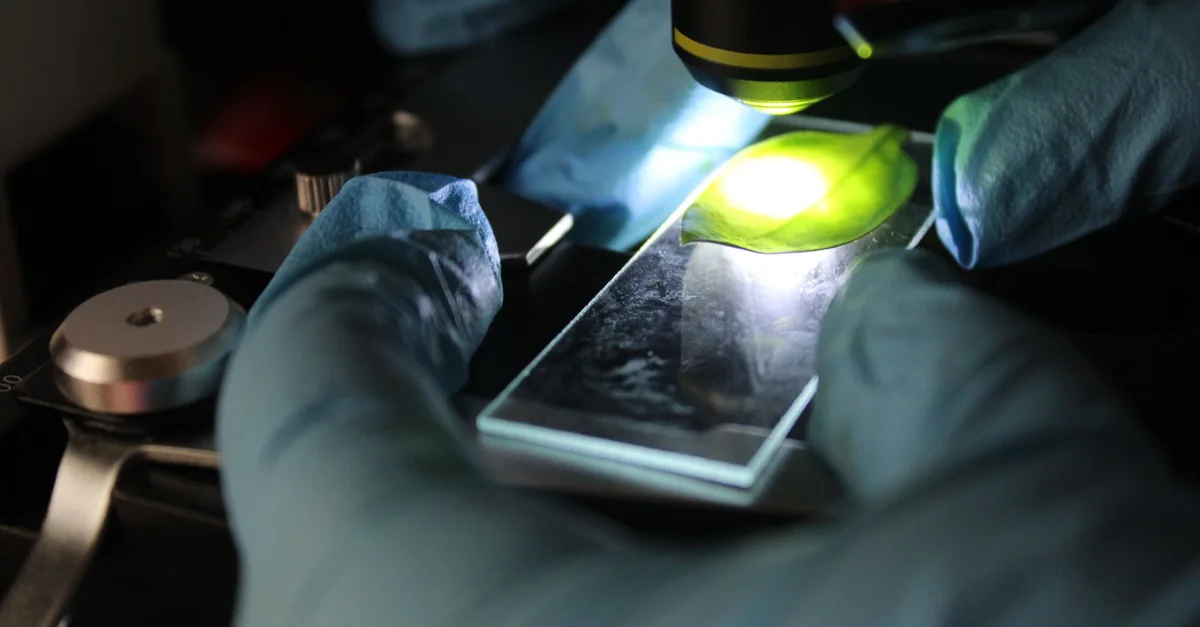 Scientist examining a microscope slide under magnification with precision focus.