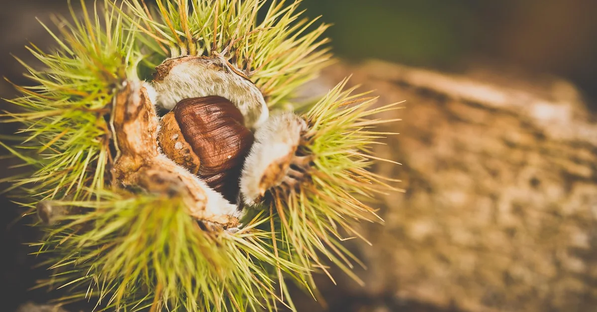 Illustrative photograph: chestnut, autumn, thorns, spikes, nature