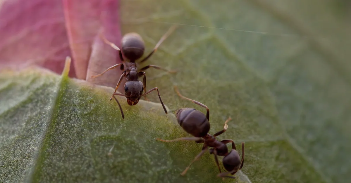 Macro image of two ants exploring a textured green and pink leaf.